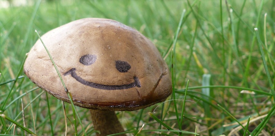 Is Your Business Doing “Mushroom Marketing”?